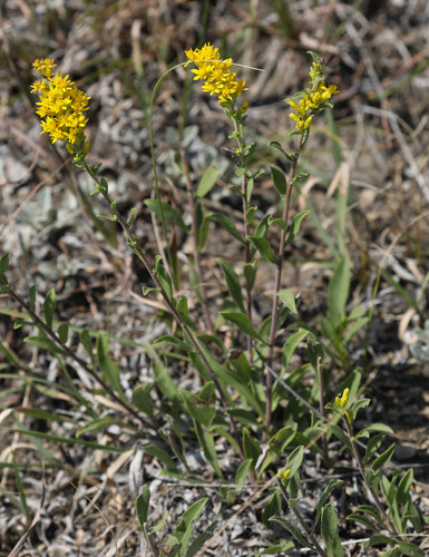 field goldenrod