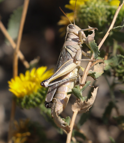 Two-striped Grasshopper