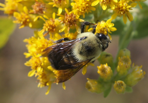 Brown-belted Bumble Bee