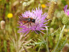 Dasyscolia ciliata
