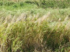 Phragmites vallatoria