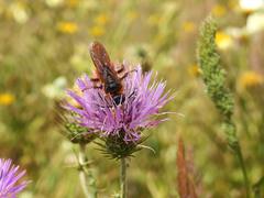 Dasyscolia ciliata