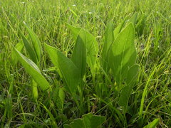 Rudbeckia texana