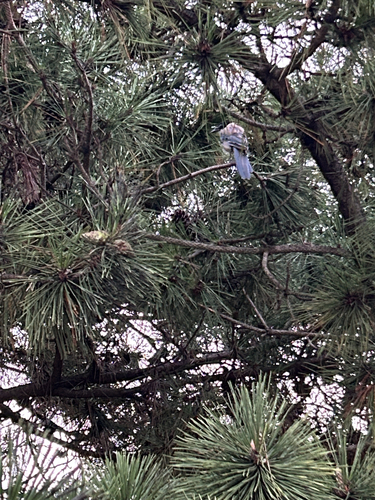 Azure-winged Magpie