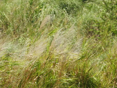 Phragmites vallatoria