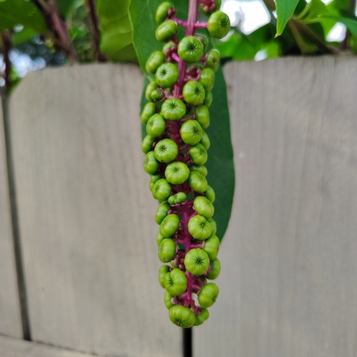 American pokeweed