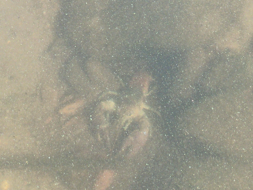 Rusty Crayfish