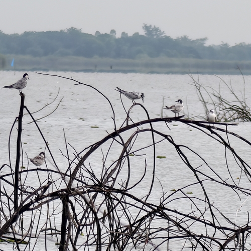 iNaturalist image