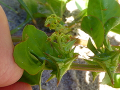 Rumex hypogaeus