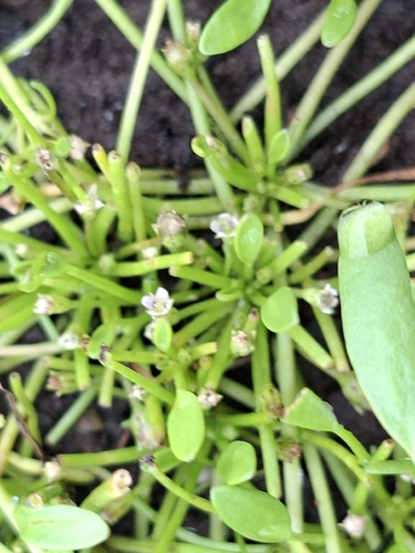 water mudwort