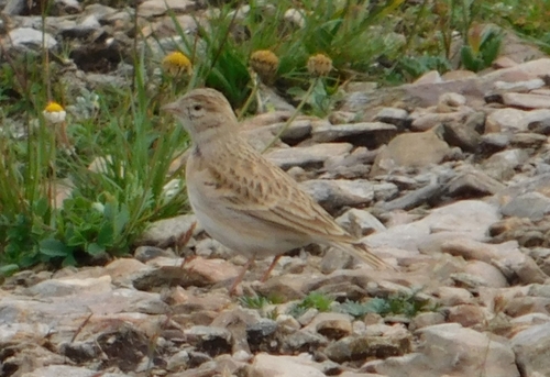 Terrera común (Calandrella brachydactyla)