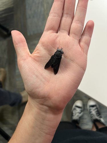 Black Horse Fly