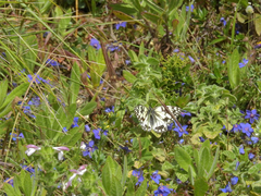 Melanargia occitanica