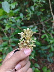 Getonia floribunda