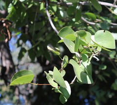 Colophospermum mopane image