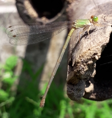 Ceriagrion coromandelianum