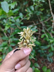 Getonia floribunda, photograph (c) Ashwin, some rights reserved (CC BY)
