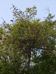 Getonia floribunda, photograph (c) Ashwin, some rights reserved (CC BY)