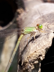 Ceriagrion coromandelianum