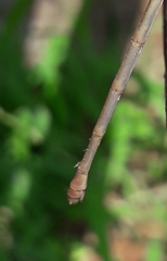 Ceriagrion coromandelianum