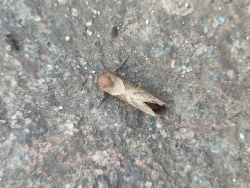 Orange Swift