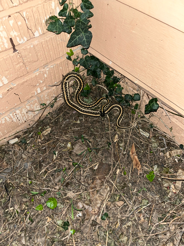 Plains Garter Snake