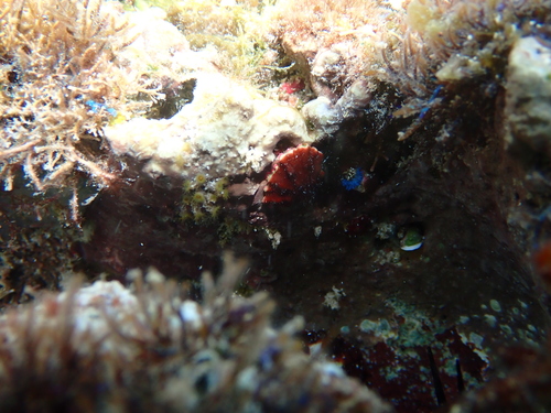 Emarginula observed 2026-09-02