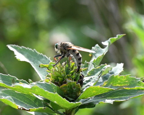 Spot-tailed Lion Fly