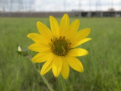 Silphium gracile