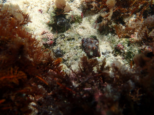 Vasula deltoidea observed 2026-09-02