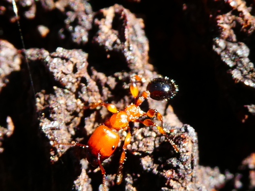 Muscleman Tree ant
