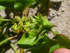Rumex hypogaeus