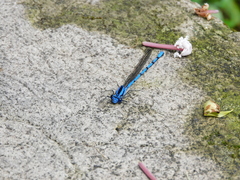 Argia chelata