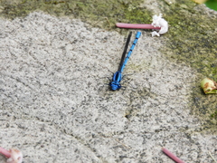 Argia chelata
