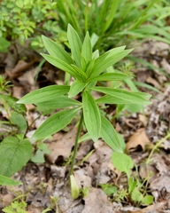 Lilium canadense