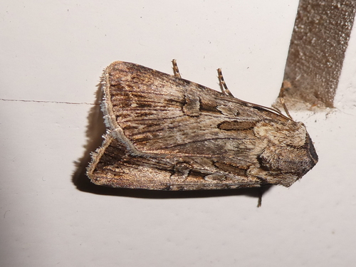 Brown Cutworm