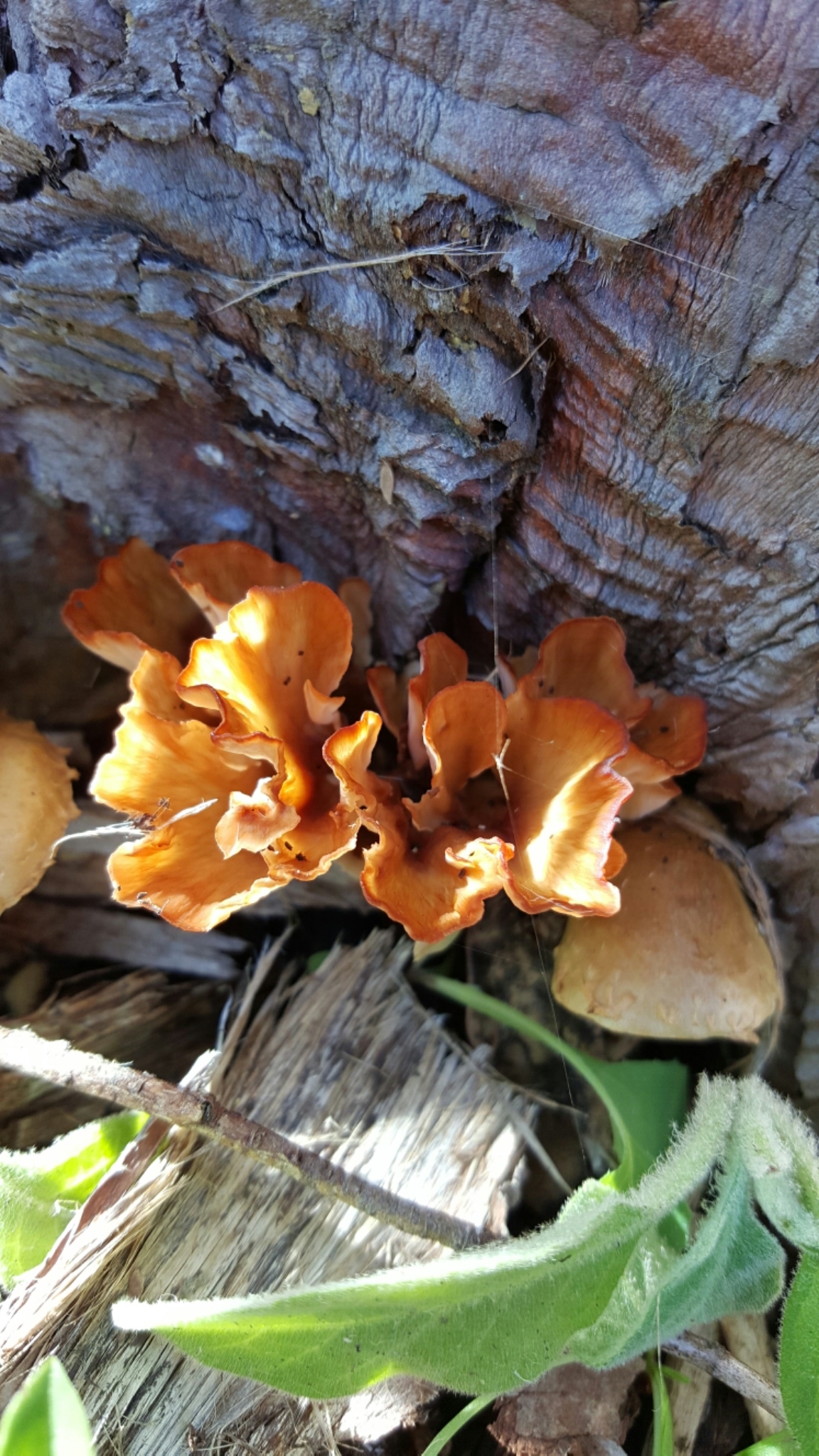 Podoscypha image