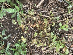 Androsace occidentalis