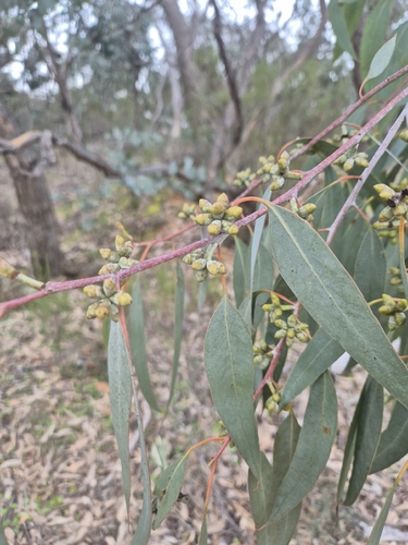 Eucalyptus nortonii, 2026-09-03