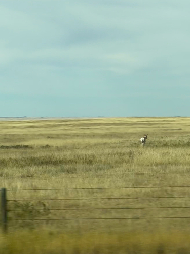 Pronghorn