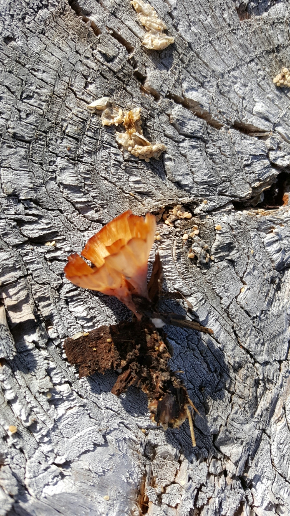 Podoscypha petalodes image