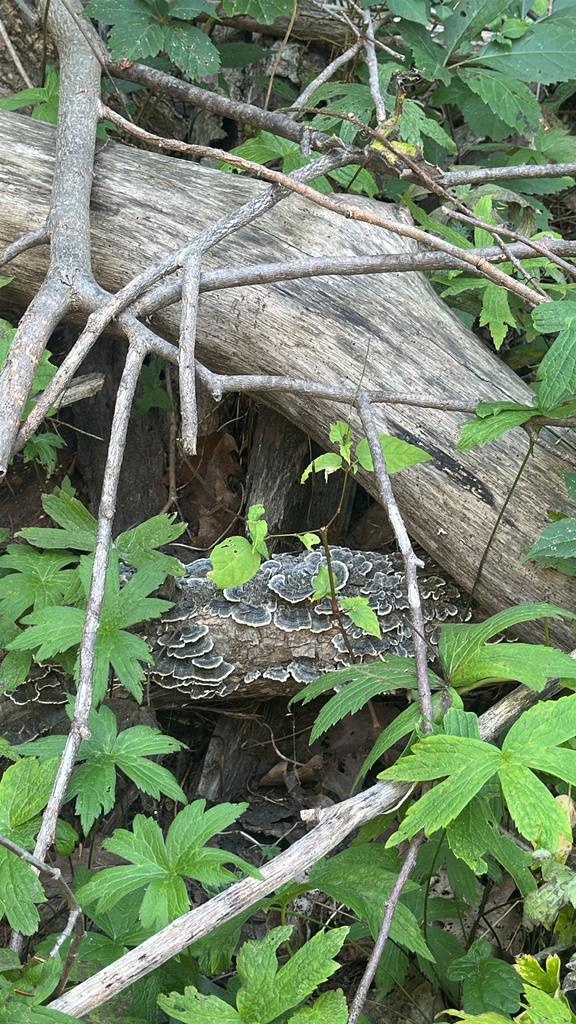 turkey-tail · September 2026 · photo: Photo: no rights reserved · iNaturalist