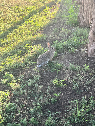 Eastern Cottontail