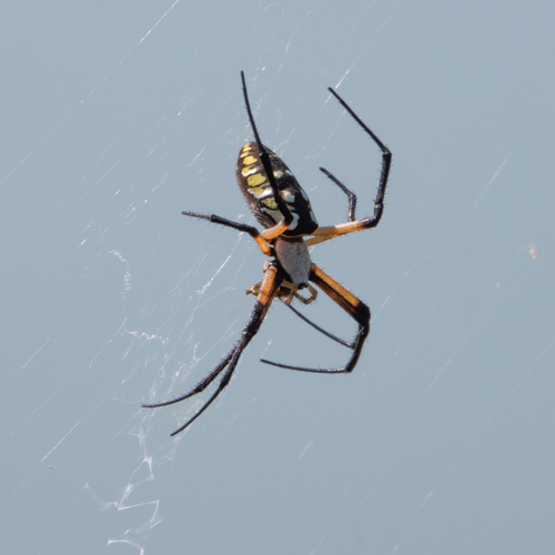 Yellow Garden Spider