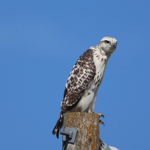 Krider's Red-tailed Hawk