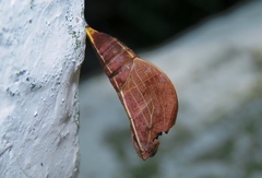 Lepidoptera