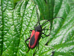 Purpuricenus kaehleri