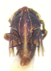 Aconophorini