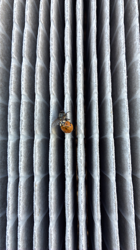 Asian Lady Beetle