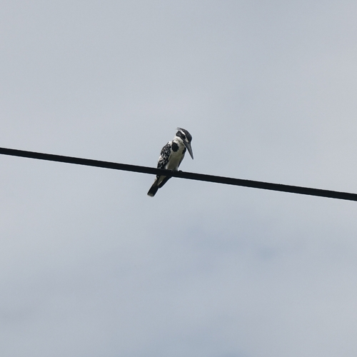 Pied Kingfisher